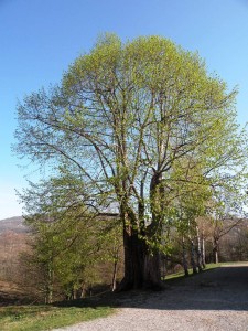 Marindolska lipa AGP-popravljena