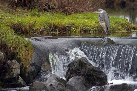 siva čaplja (Ardea cinerea)