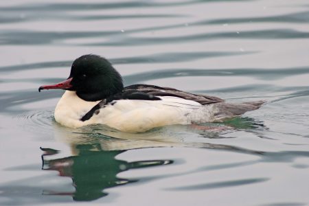 krajinski park kolpa zimski popis vodnih pticev dopps 2017 bela krajina (1)