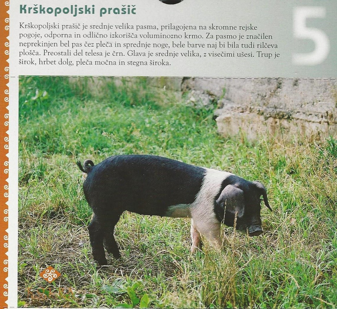 11 Krškopoljski prašič