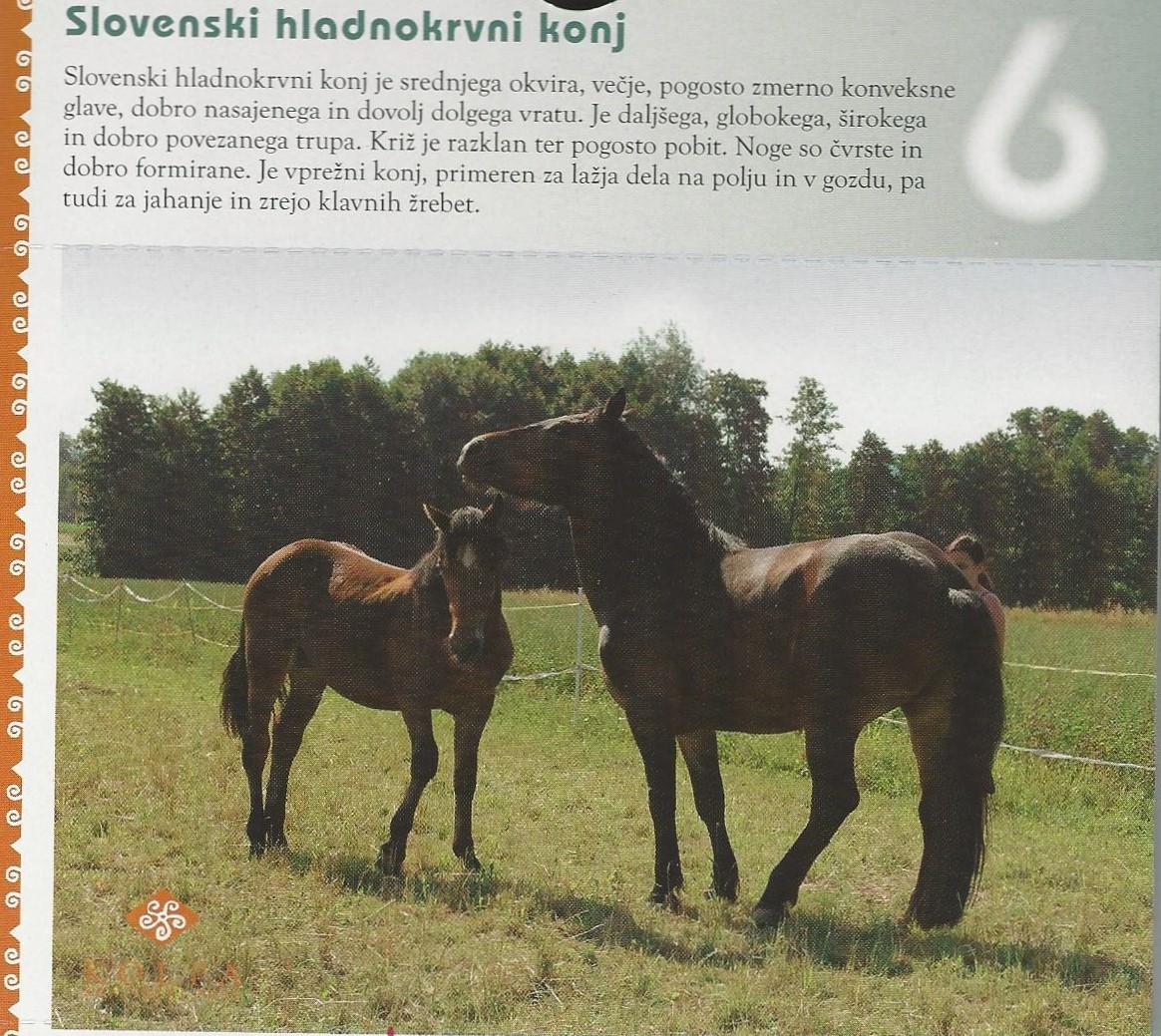 13 Slovenski hladnokrvni konj