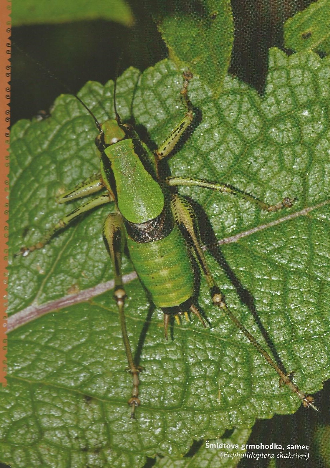 13 šmidtova grmohodka slika