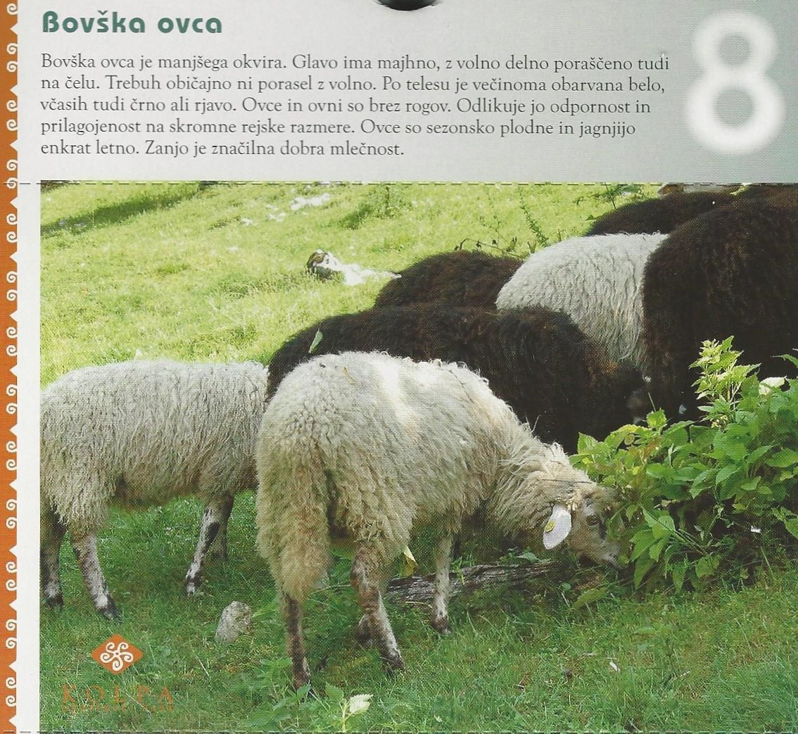 17 Bovška ovca