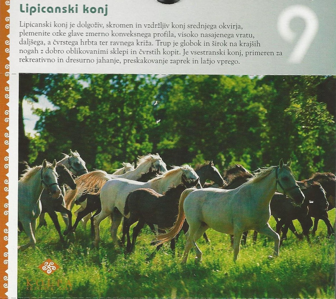 19 Lipicanski konj