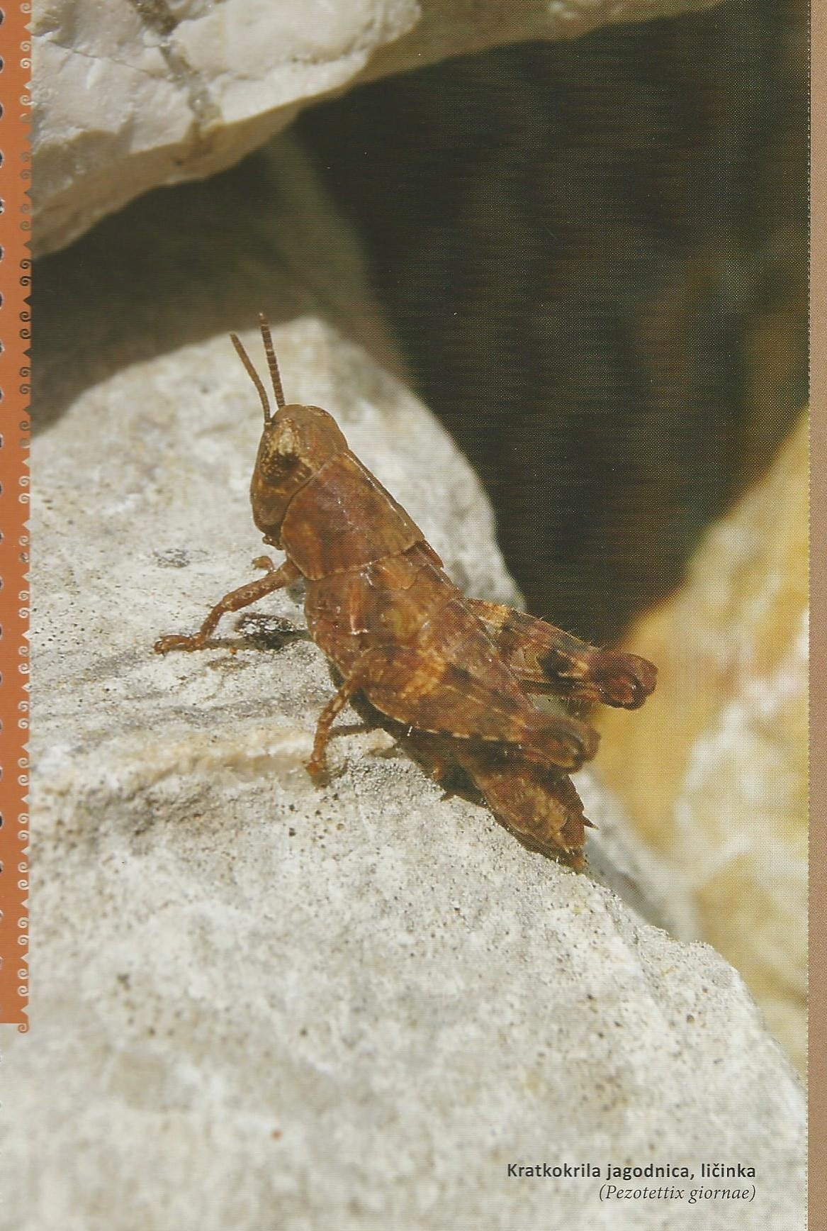 2 kratkokrila jagodnica slika