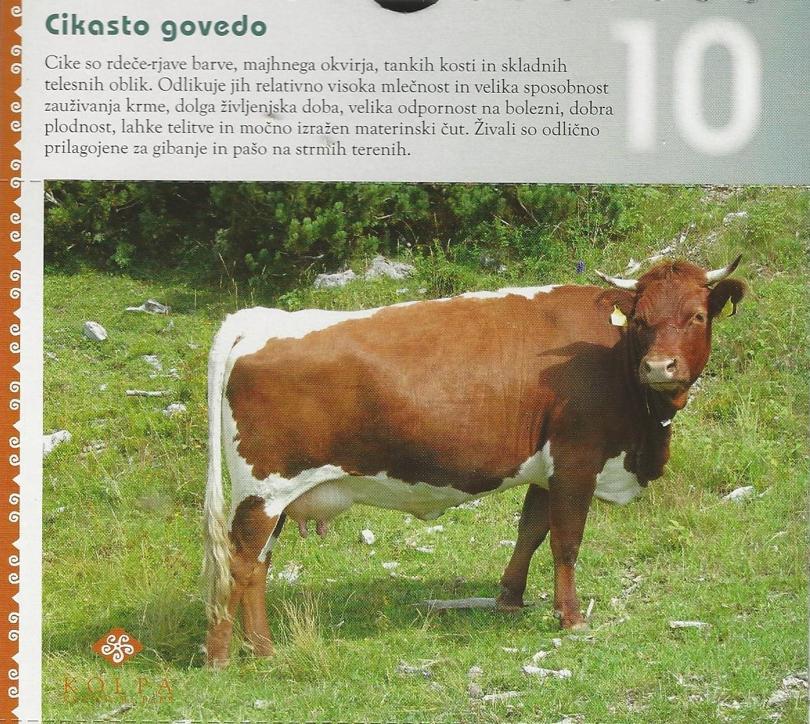 21 Cikasto govedo