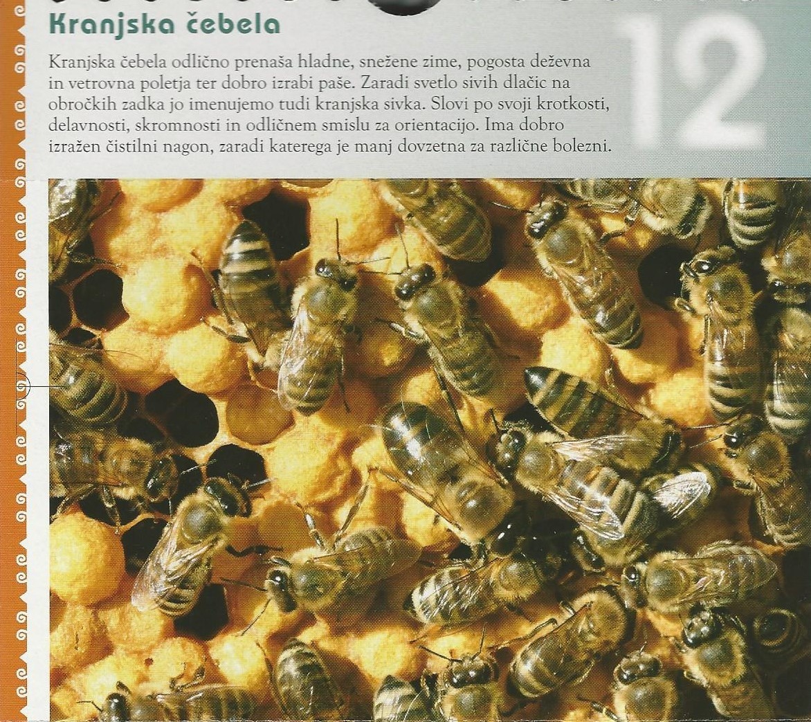 25 Kranjska čebela