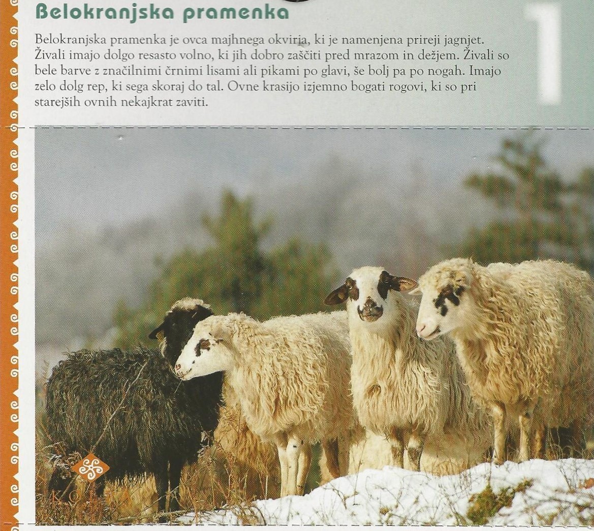 3 Belokranjska pramenka