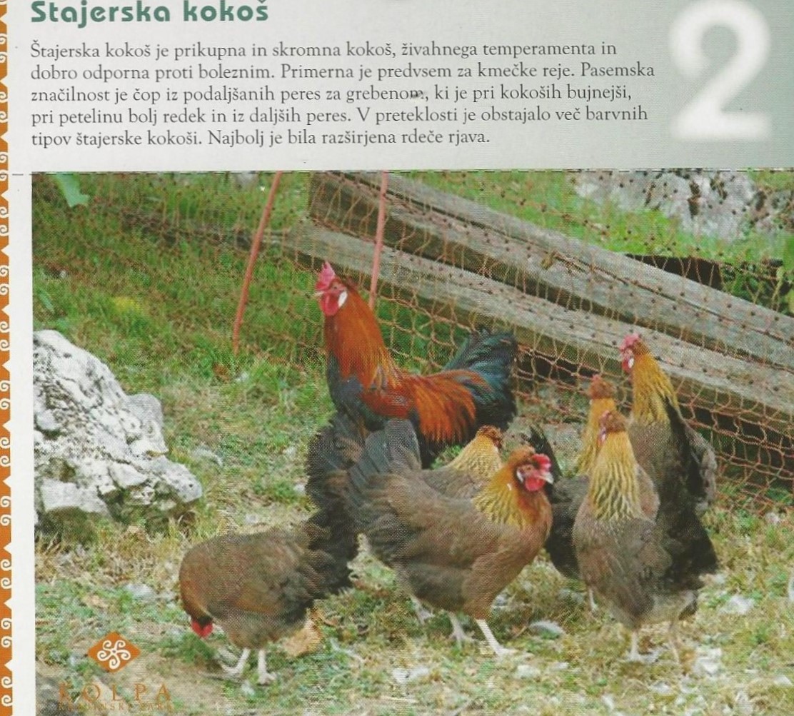Štajerska kokoš (Gallus gallus domesticus) - Krajinski park Kolpa